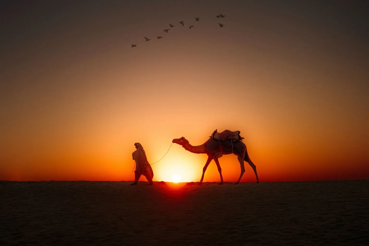 Camel Safari